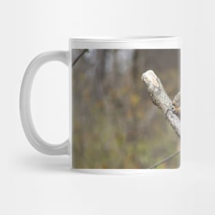 A grey squirrel eating a nut Mug